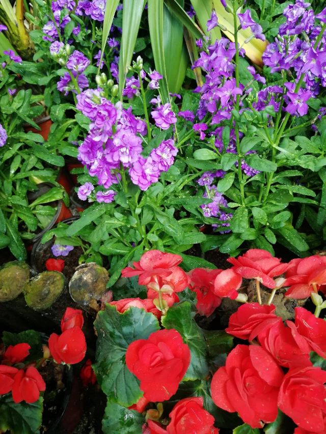 City of Flower