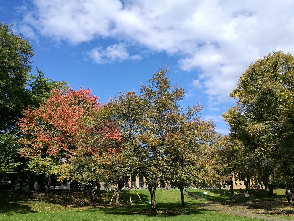 北海道大学的秋天