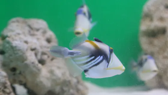 嘉豐樂奧海洋公園