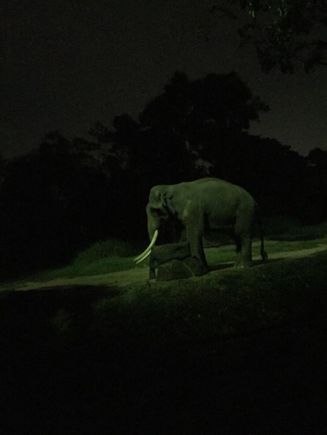 Night Safari
