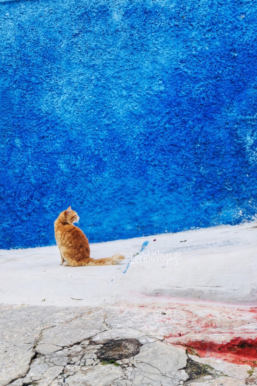 在摩洛哥蓝白色浸染的乌达雅城堡撩猫