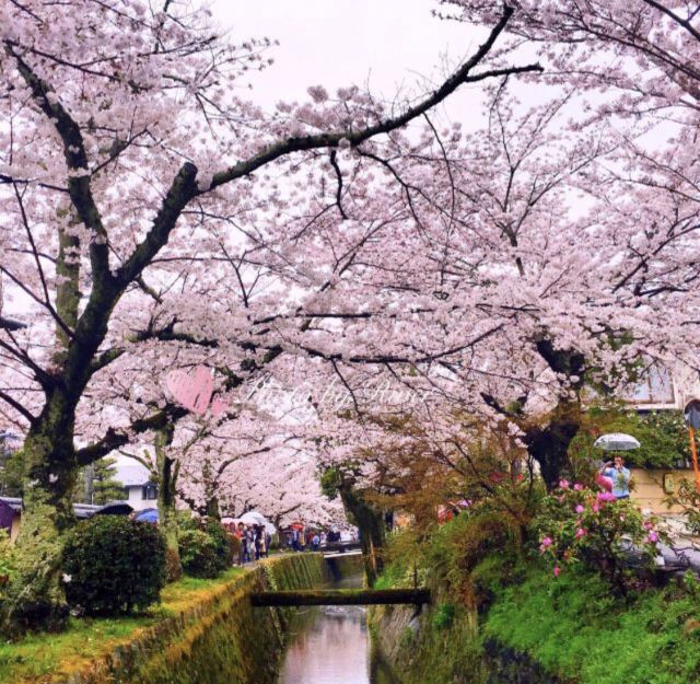 哲學之道
