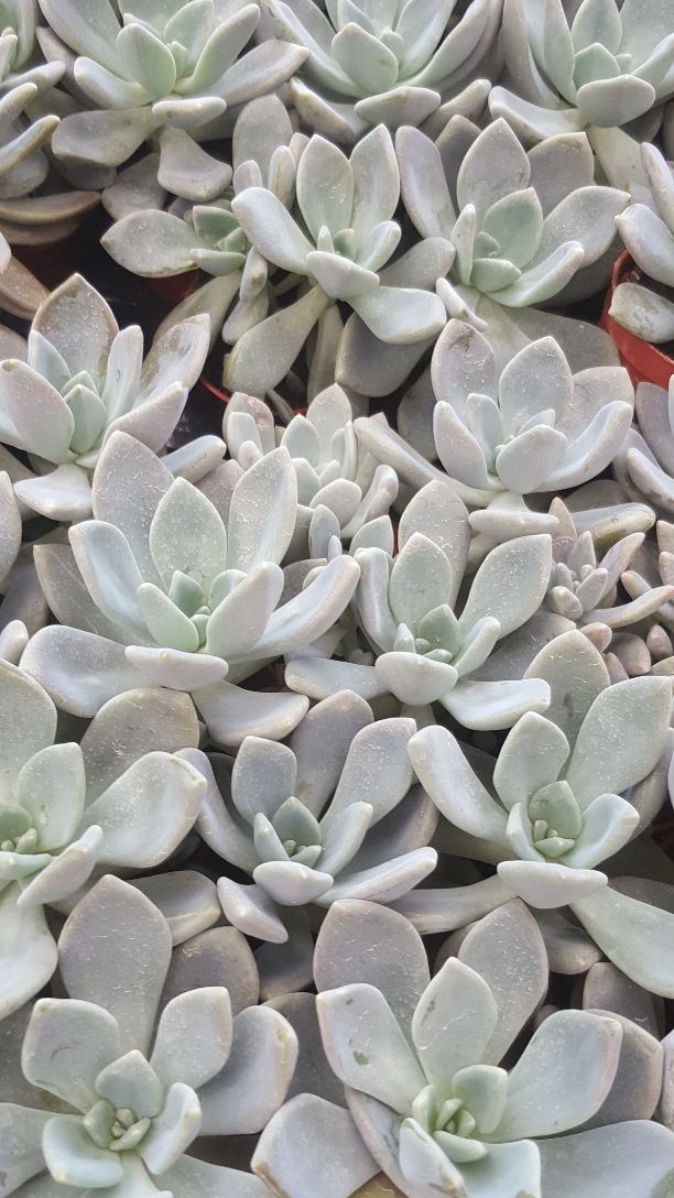 金馬倫高原薰衣草園
