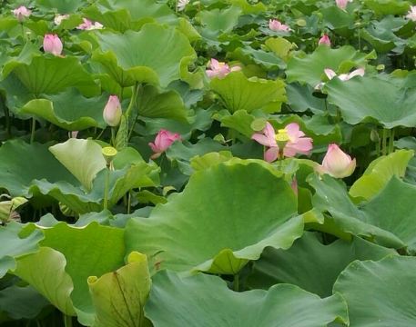 中原荷花博览园