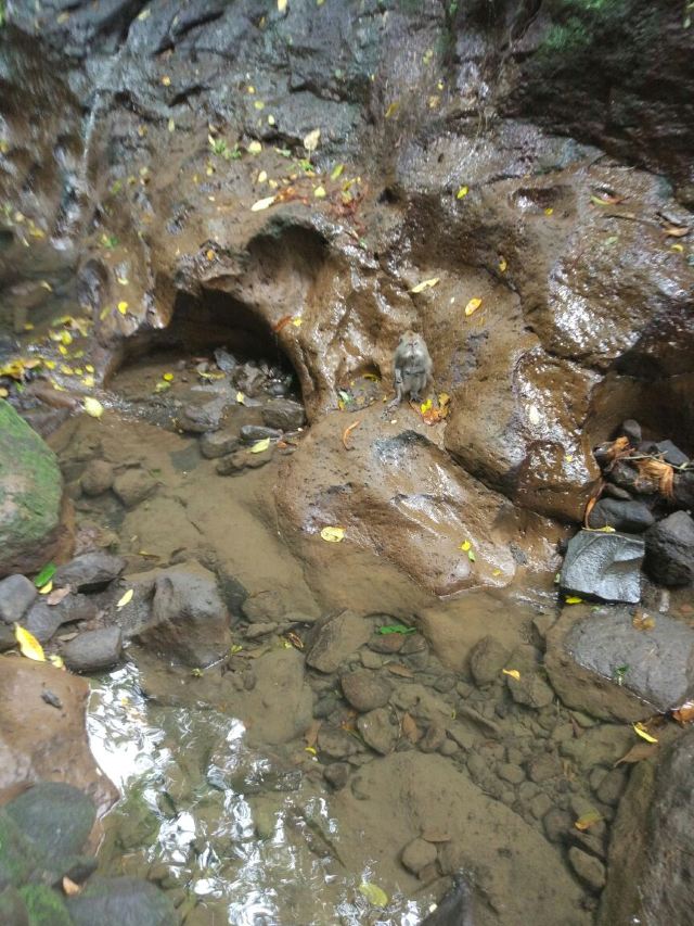Ubud Monkey Forest