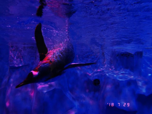 新華聯大白鯨海洋公園