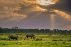 纳库鲁-纳库鲁-苏菲