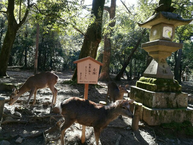 奈良公园嬉鹿记