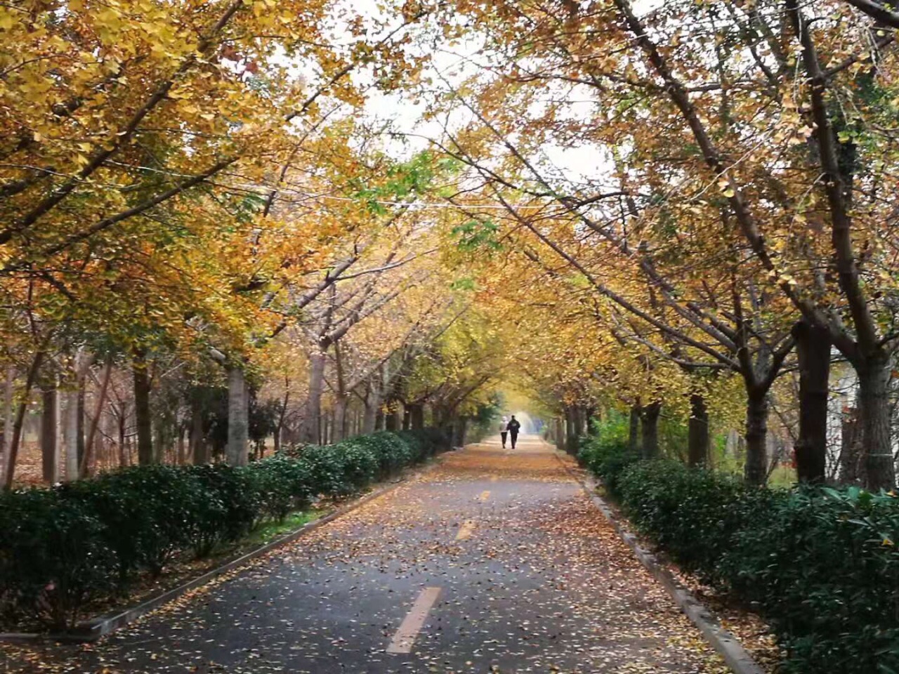 邳州银杏景区秋色