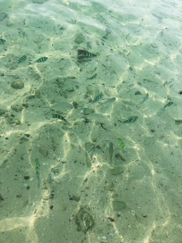 Koh Khai Nok