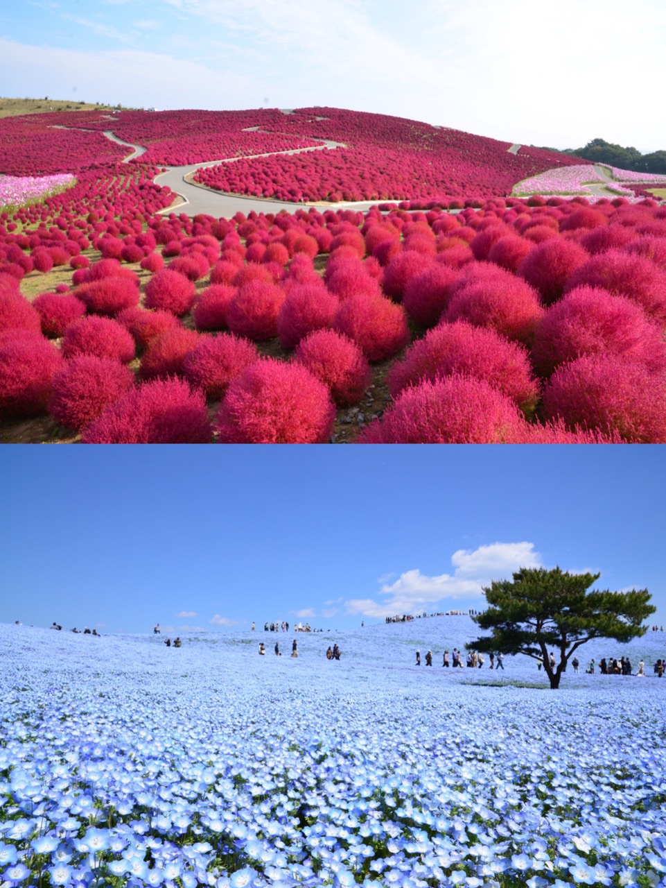 日本最美花海祭—被评为世界50个不可不去之地，秋冬去超浪漫啊