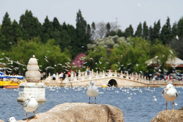 翠湖公园，见证“人鸥情缘”