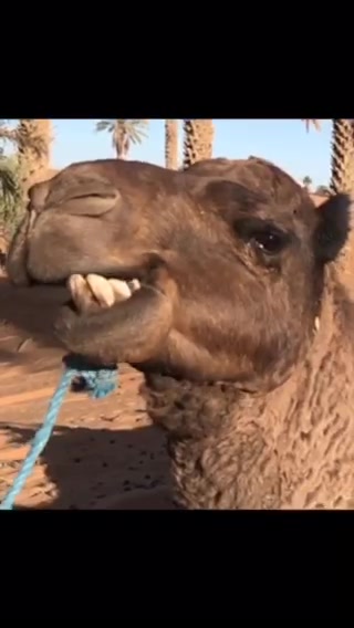 一匹沙漠骆驼的自嗨