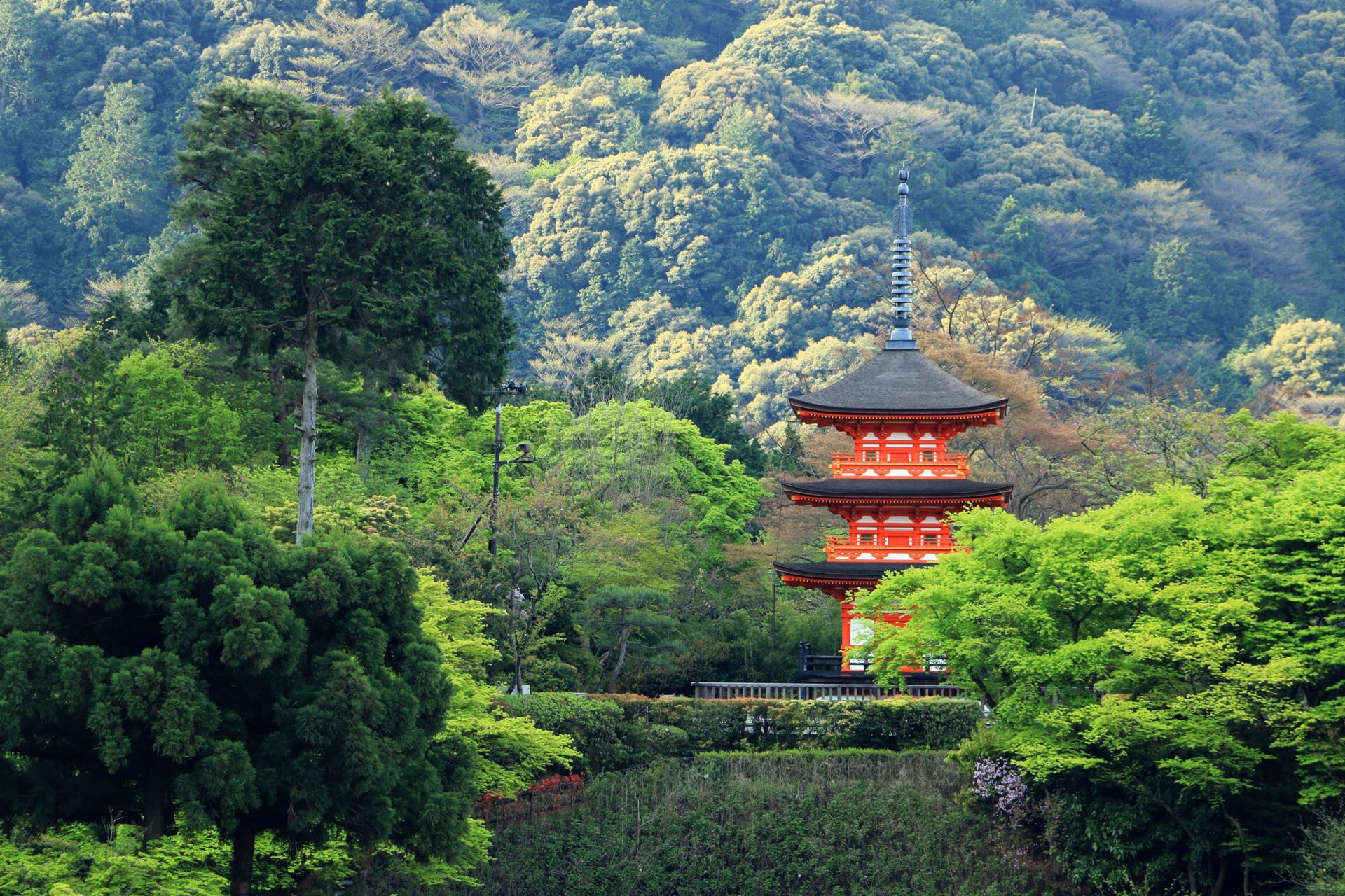 清晨的清水寺，一幅鲜活的水彩