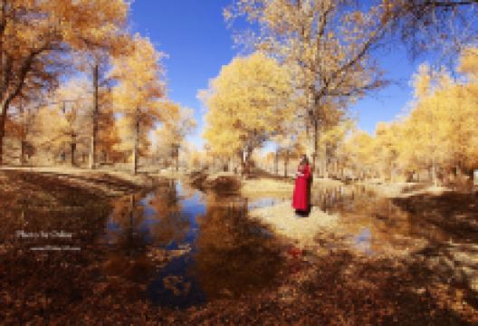 中国金塔沙漠胡杨林景区-小卖部购物图片