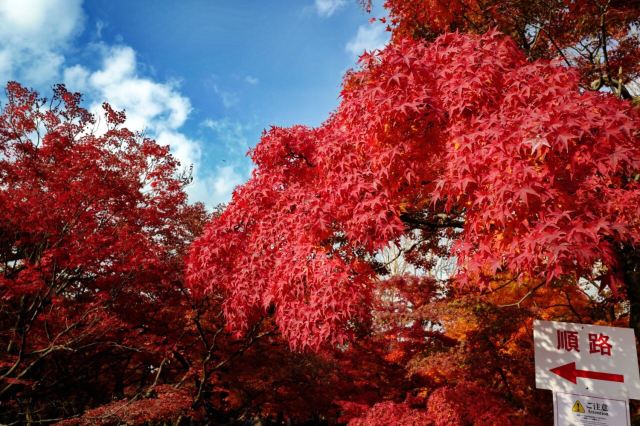 Tofukuji Temple