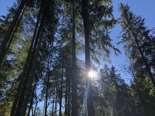 Magic Forest