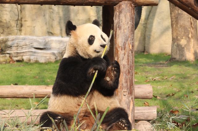 Shanghai Wild Animal Park