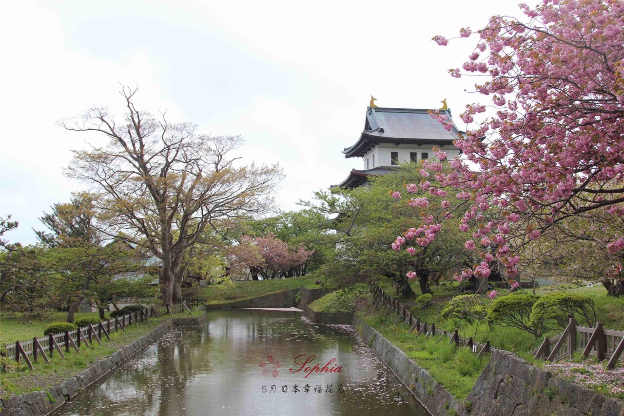 #向往的生活，北海道最多樱花的松前城