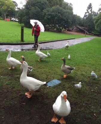 Auckland Domain