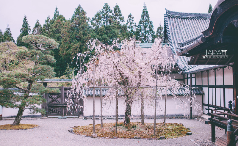 京都花见 总有樱花在等你 冷门赏樱秘所大公开 京都 攻略游记 途牛