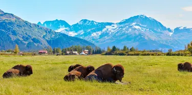 阿拉斯加野生動物保護中心(AWCC) Alaska Wildlife Conservation Center