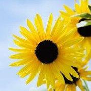 全世界二番可爱的大黄