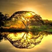 枫为什么会变红