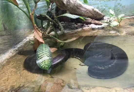 國家動物園