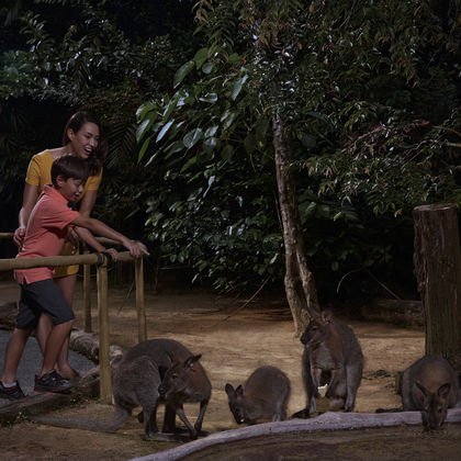 新加坡夜间野生动物园一日游
