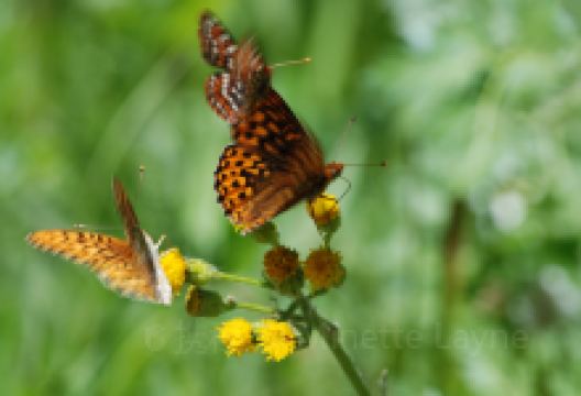 Wenatchee National Forest景点图片