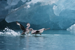 格陵兰游记图片] 斯瓦尔巴、格陵兰、冰岛三岛游之一：动物