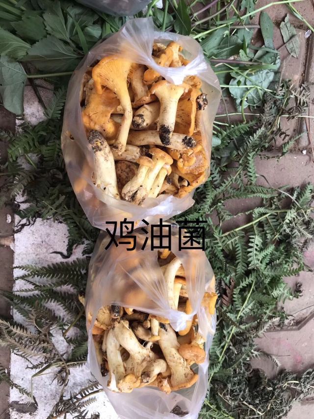 龙泉国家森林公园旅行图片 13