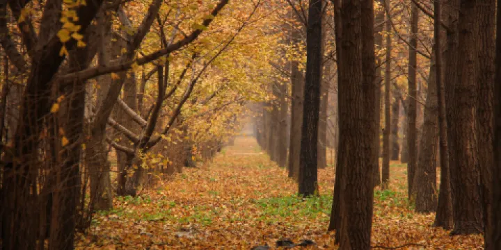 張各莊村銀杏林