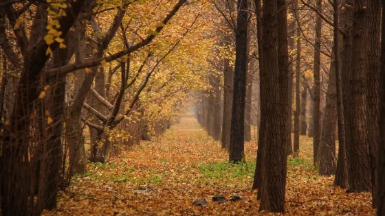 張各莊村銀杏林