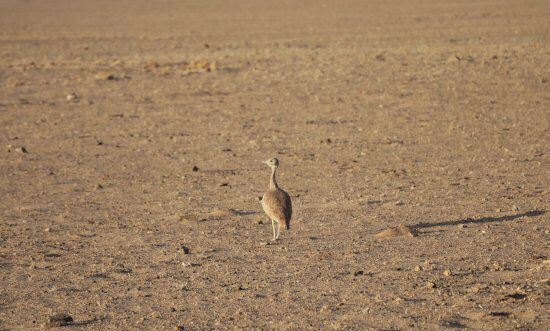 Namib-Naukluft National Park