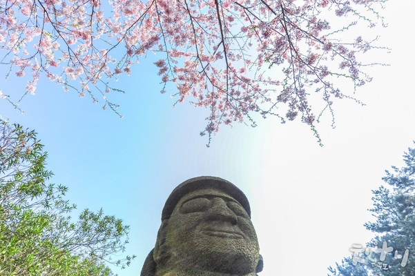 春神来了~怎知道?济州”樱花”报到!#济州岛旅游##韩国旅游##咖啡##美食#