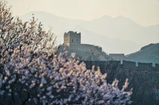 金山岭长城万亩杏花绽放，内外芬芳，柯受良曾在这里飞跃长城