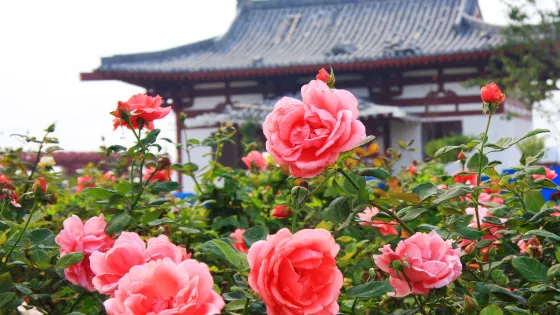 阿姑泉牡丹園