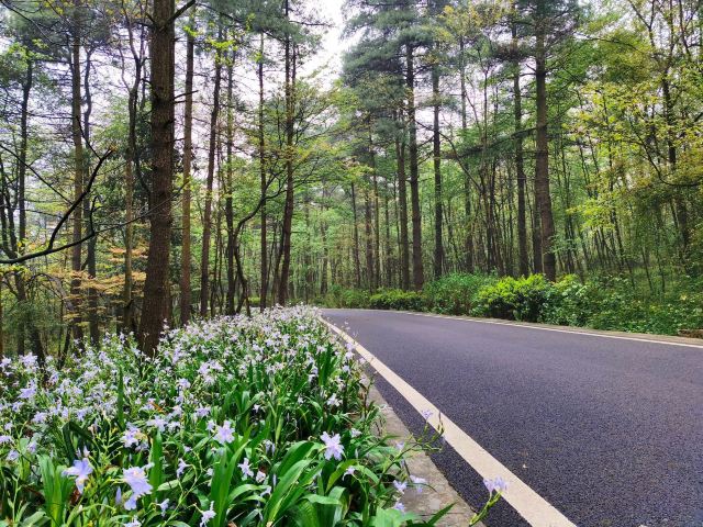 长坡岭国家森林公园旅行图片 2