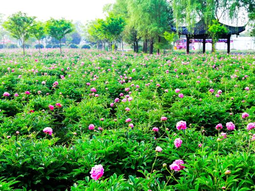 扬州芍药园