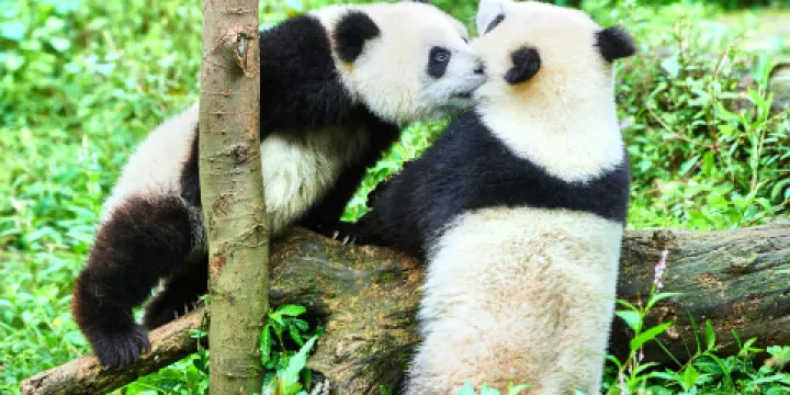 中國保護大熊貓研究中心雅安碧峯峽基地