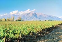 Winery Casas del Bosque景点图片