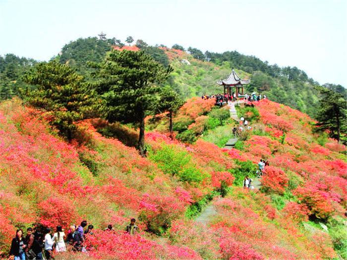 杜鹃花海景区