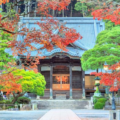 日本河津樱花+修善寺+竹林小径一日游