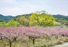 桃花岛风景区景点图片