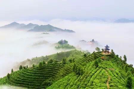 凌云茶山金字塔