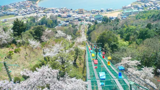 傘松公園