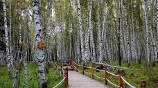 白桦林-布尔津-真诚7577