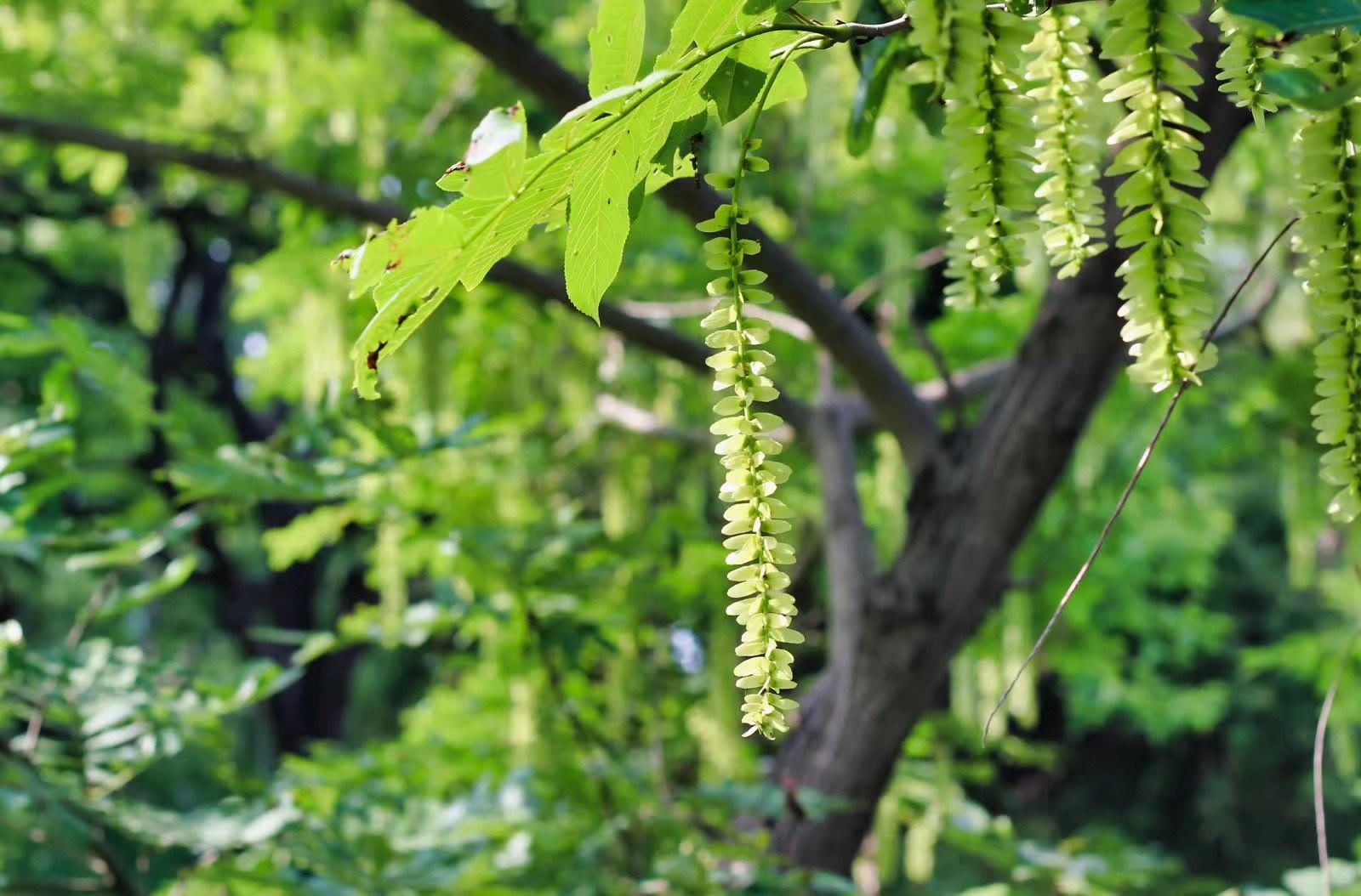 植物公园